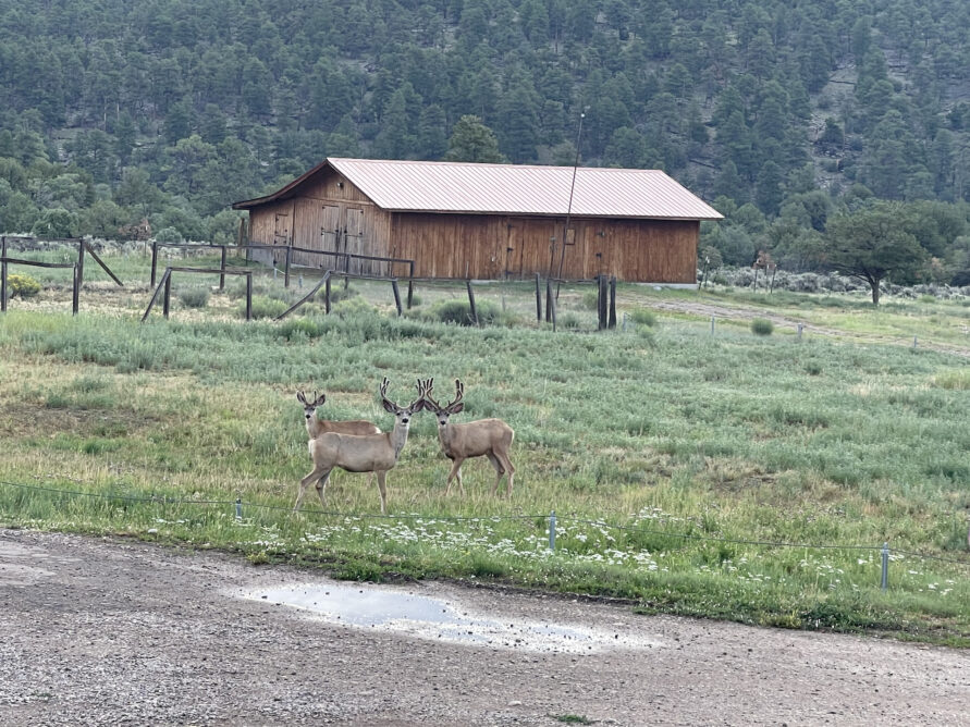 Elk, Deer and Big Game Hunting