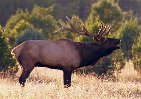 Elk, Deer and Big Game Hunting Tours