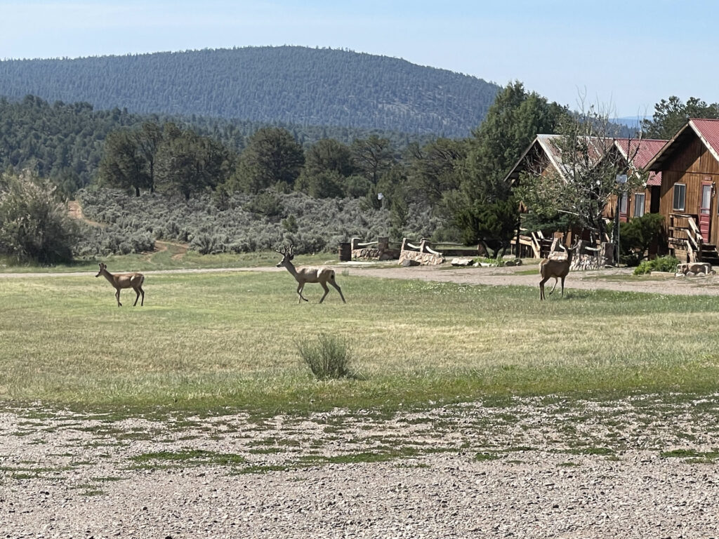 Elk in front of cabin